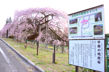 20160411 中島の地蔵桜 w800 DSC_4566.jpg