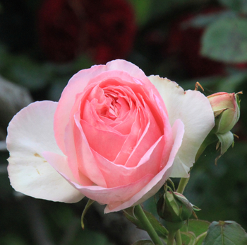 20160614 rose pink 2 w800 IMG_7175.jpg