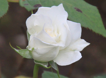 20160614 rose white w800 IMG_7171.jpg