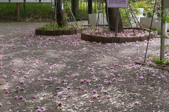 201705060949 桜の絨毯 w800 P1070459.jpg