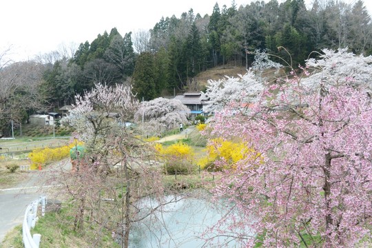 201804061403 中島の地蔵桜 w1024 DSC_1448.jpg
