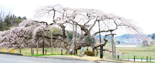 201804061410 中島の地蔵桜 w1024 DSC_1478.jpg