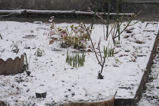 201903301653 花壇の雪 w1024 P1410464.jpg