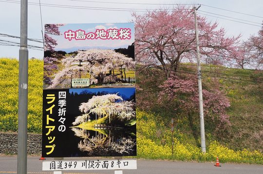 202404111302 中島の地蔵桜看板 w1280 P4111021.jpg