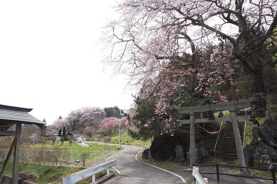 202404111327 新殿神社の岩桜 w1280 P4111110.jpg
