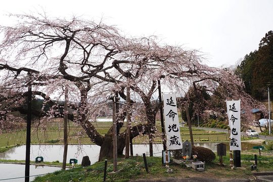 202404111355 中島の地蔵桜 w1280 P4111198.jpg