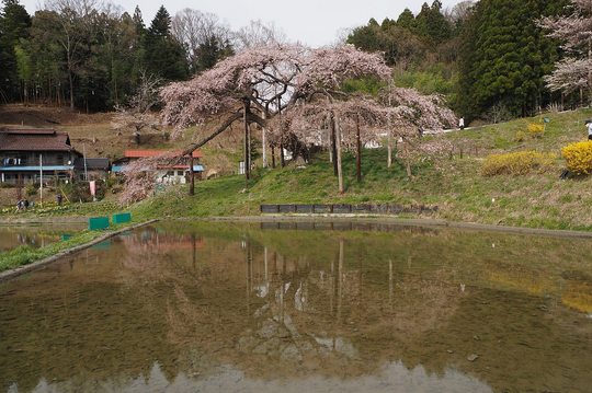 202404111408 中島の地蔵桜 w1280 P4111253.jpg