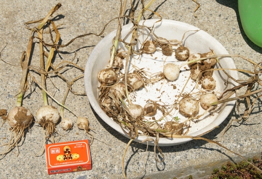 6 jul 2017 11h48m48s Harvest of small garlic DSC08425.jpg